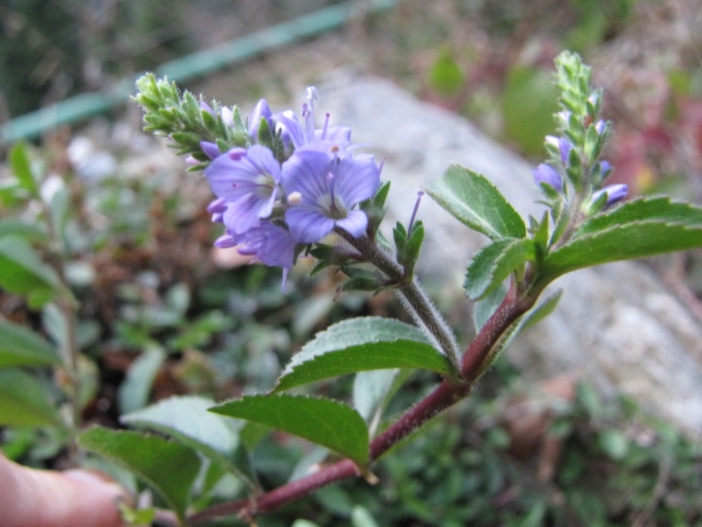 Veronica officinalis